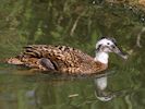 Laysan Duck (WWT Slimbridge May 2013) - pic by Nigel Key